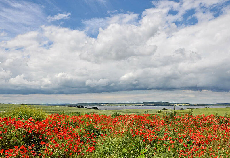 blümen, grüne fläsche und wolken im Hintergrund 