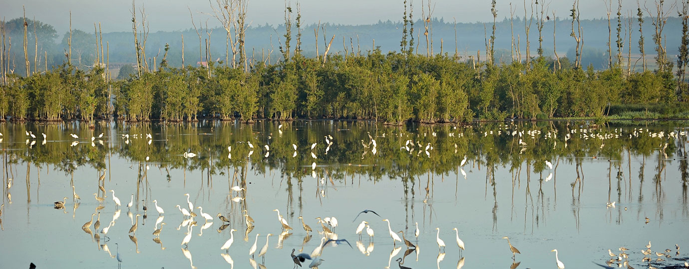 voegel am kummerower see